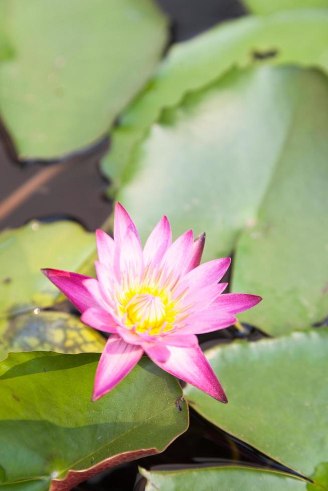 Lotusblüte im Teich foto