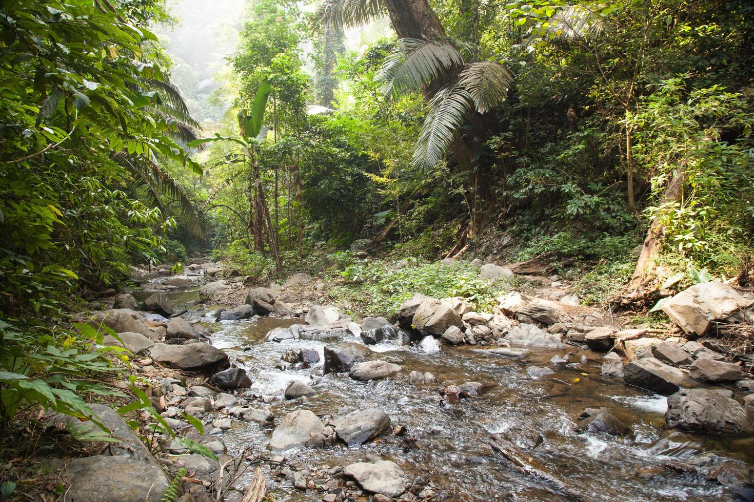 Fluss im Wald foto