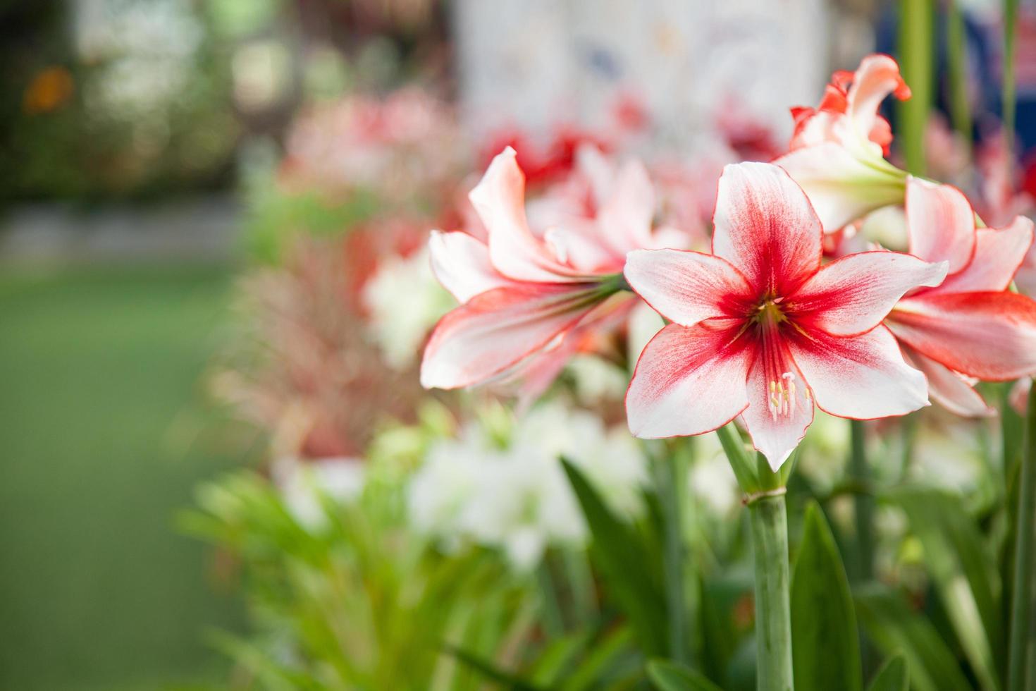 große rote und weiße Blüten foto