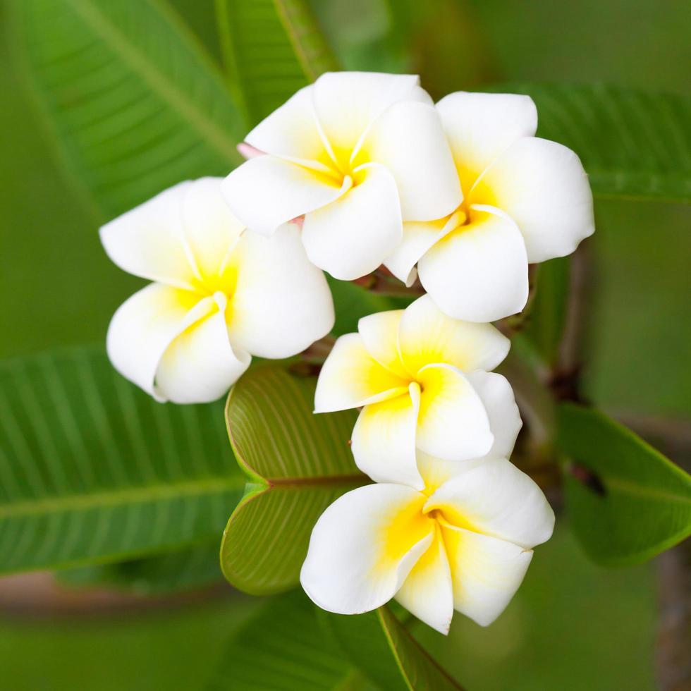 weiße Blumen auf einem Baum foto