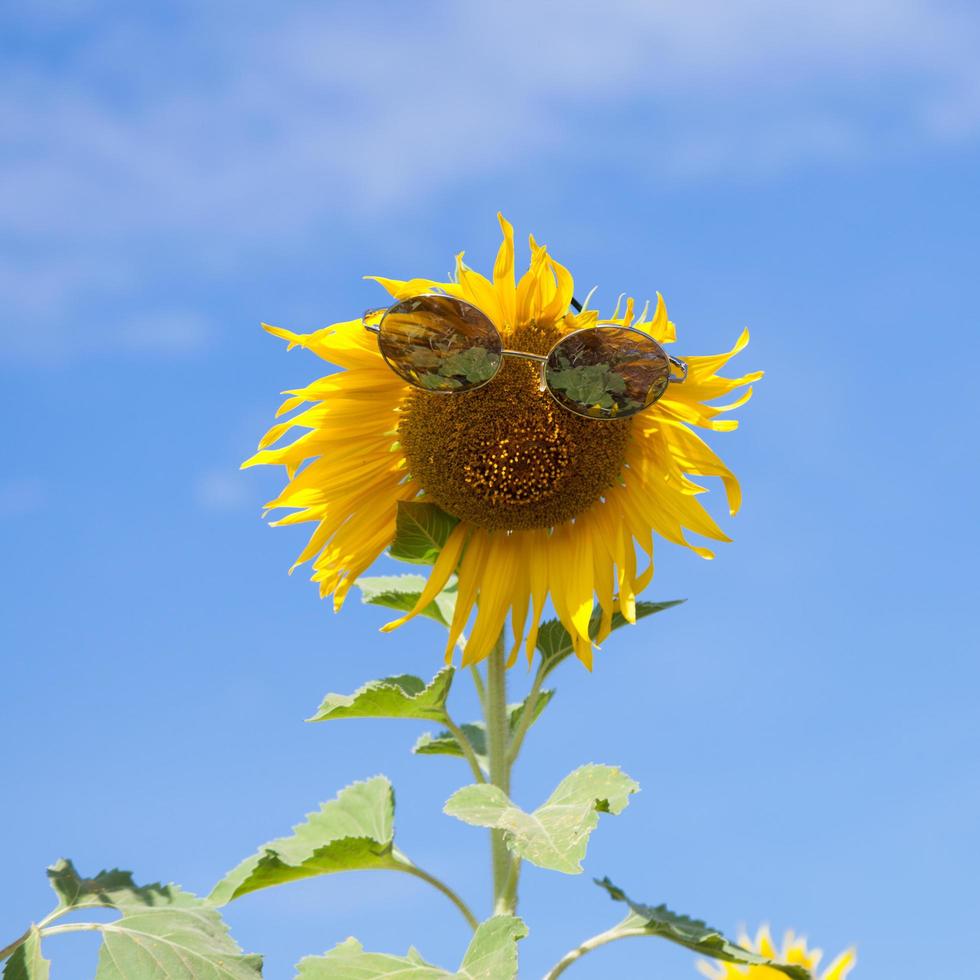 Sonnenblume mit Sonnenbrille foto
