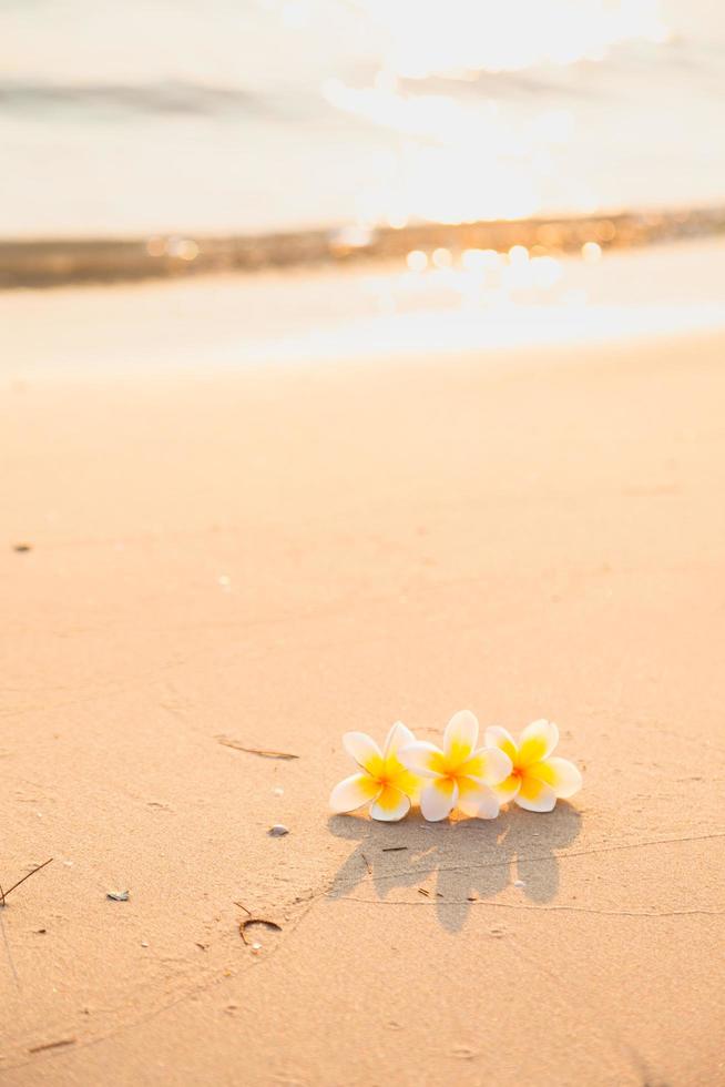 Blume auf dem Sand am Strand foto