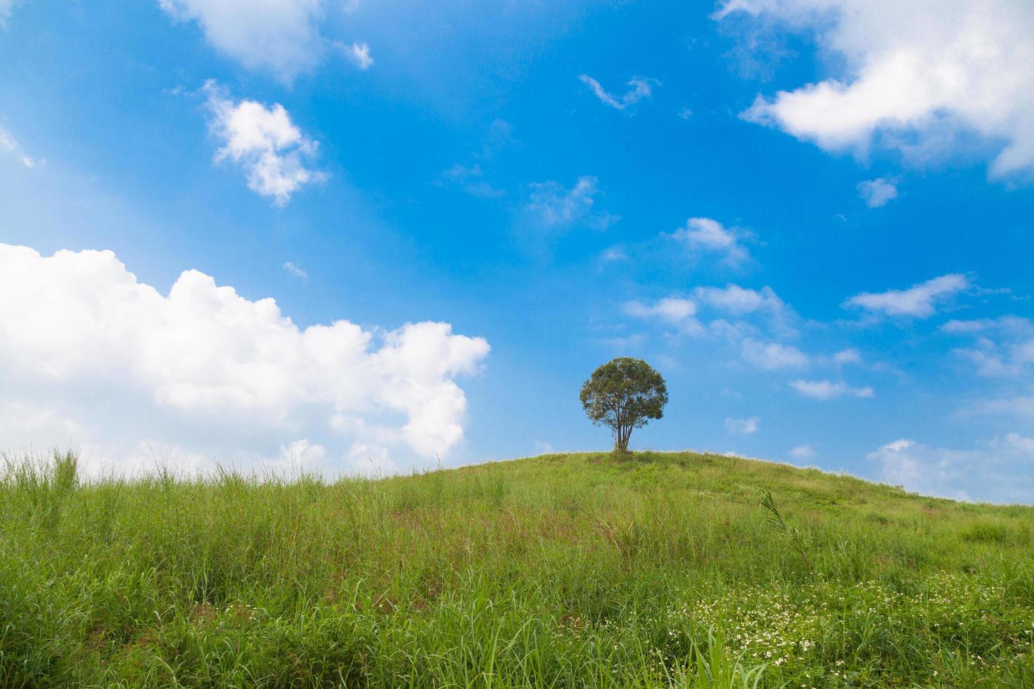 Baum auf dem Hügel foto