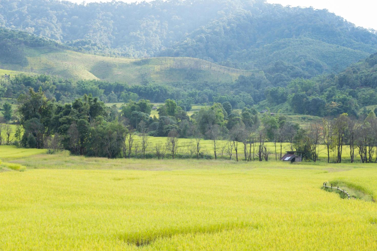 Reisfarm auf dem Berg in Thailand foto