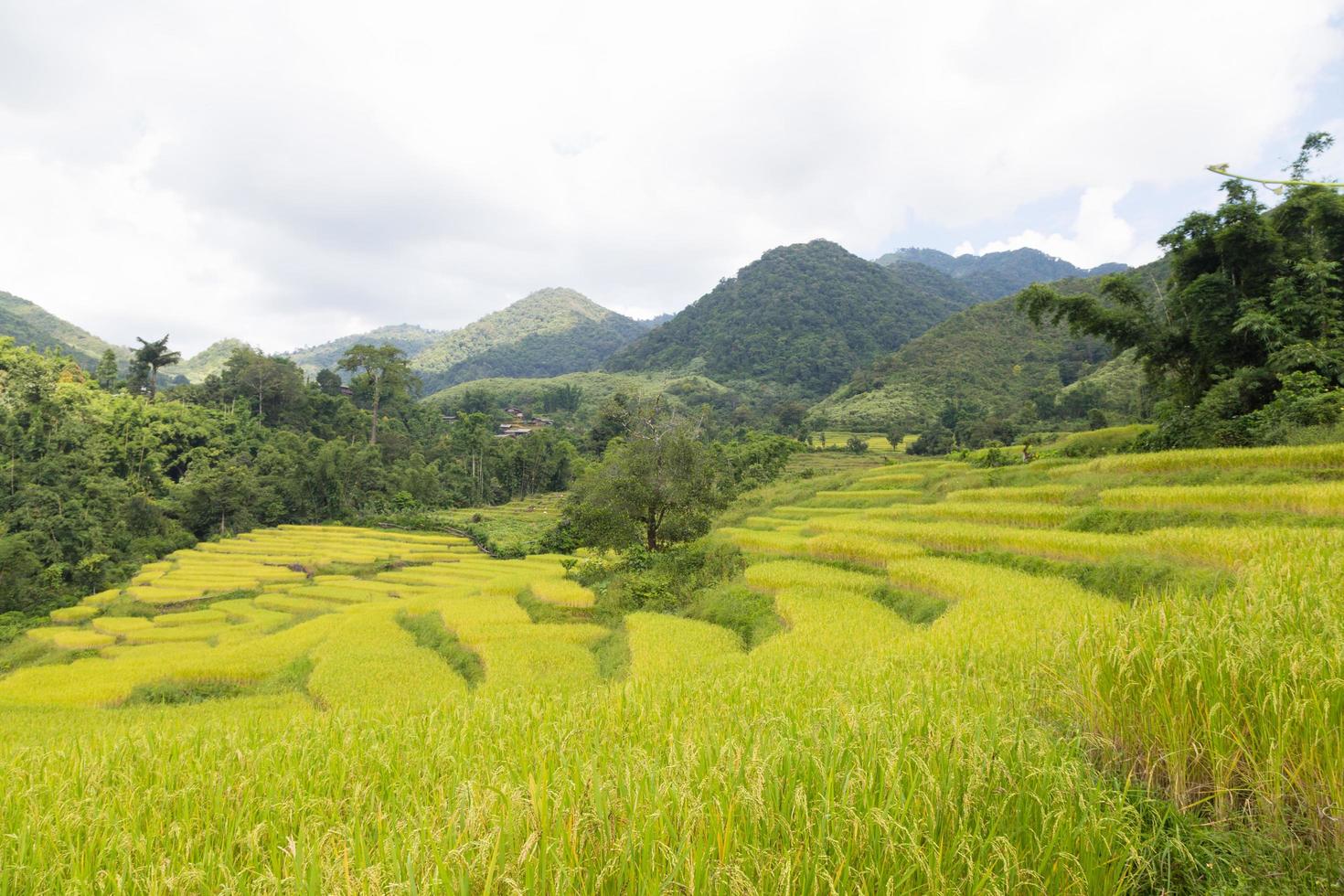 Reisfarm auf dem Berg in Thailand foto