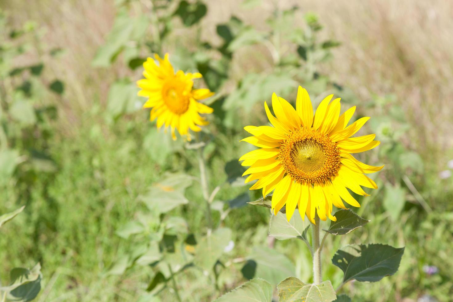 Sonnenblumen auf einem Feld foto