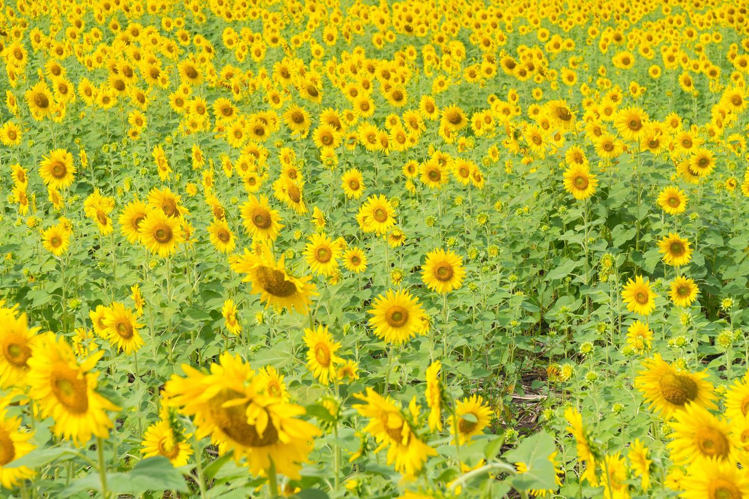 Sonnenblume in Thailand abgelegt foto