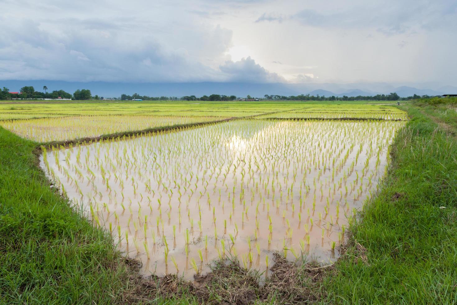 Reisfarm in Thailand foto