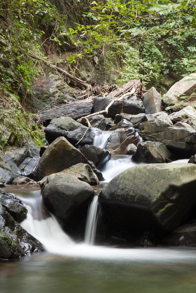 Fluss im Wald foto