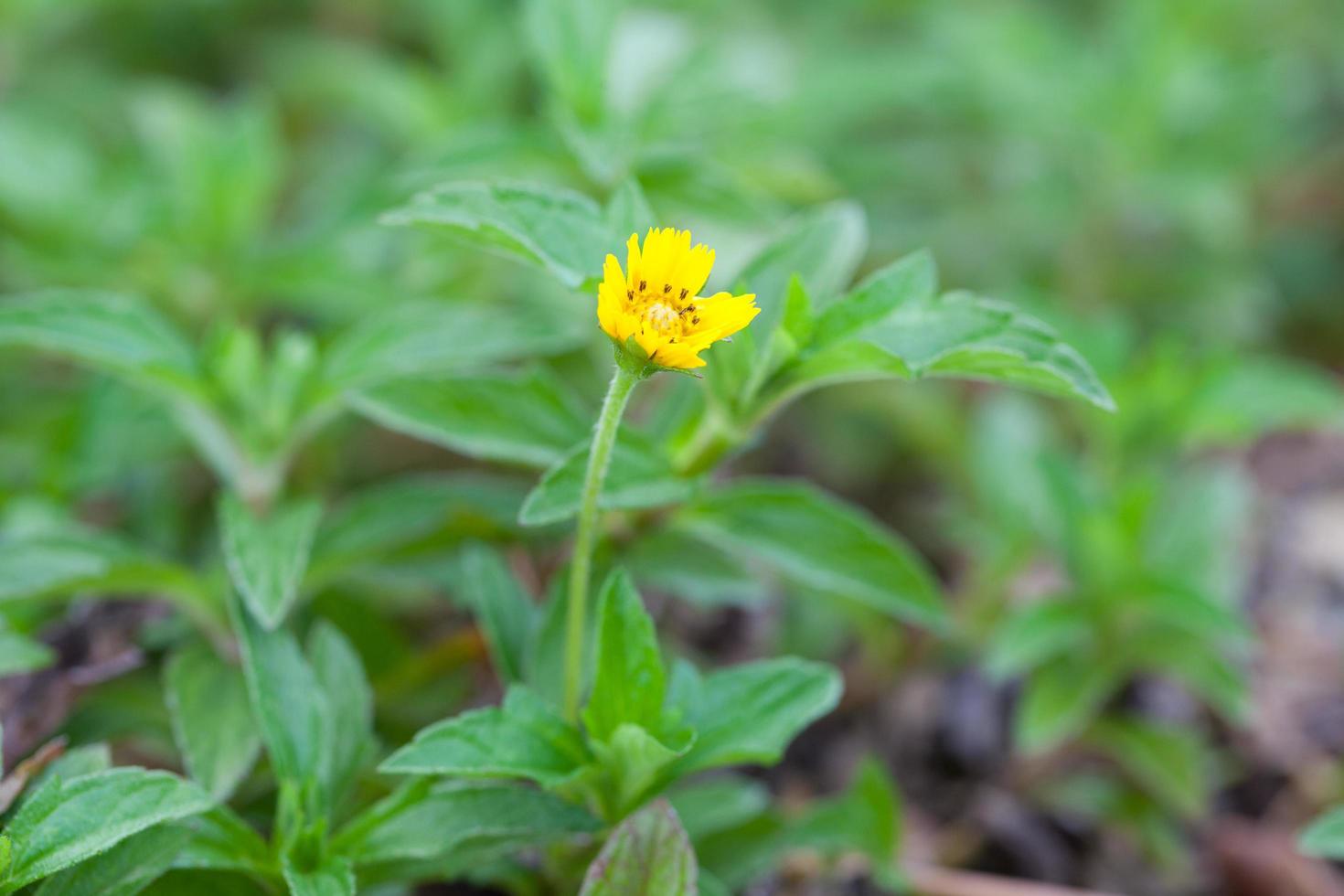 kleine gelbe Blume im Park foto