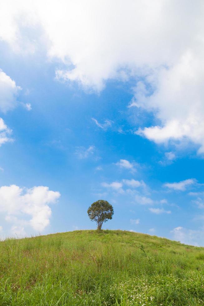 Baum auf dem Hügel foto
