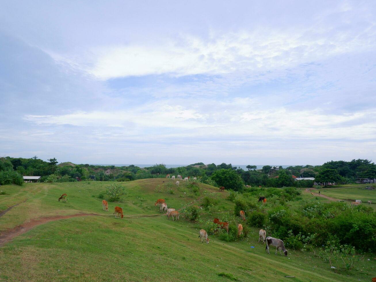 eine gruppe von kühen, die auf der grünen weide fressen, grüne landschaft, grüne felder, grasende kühe foto