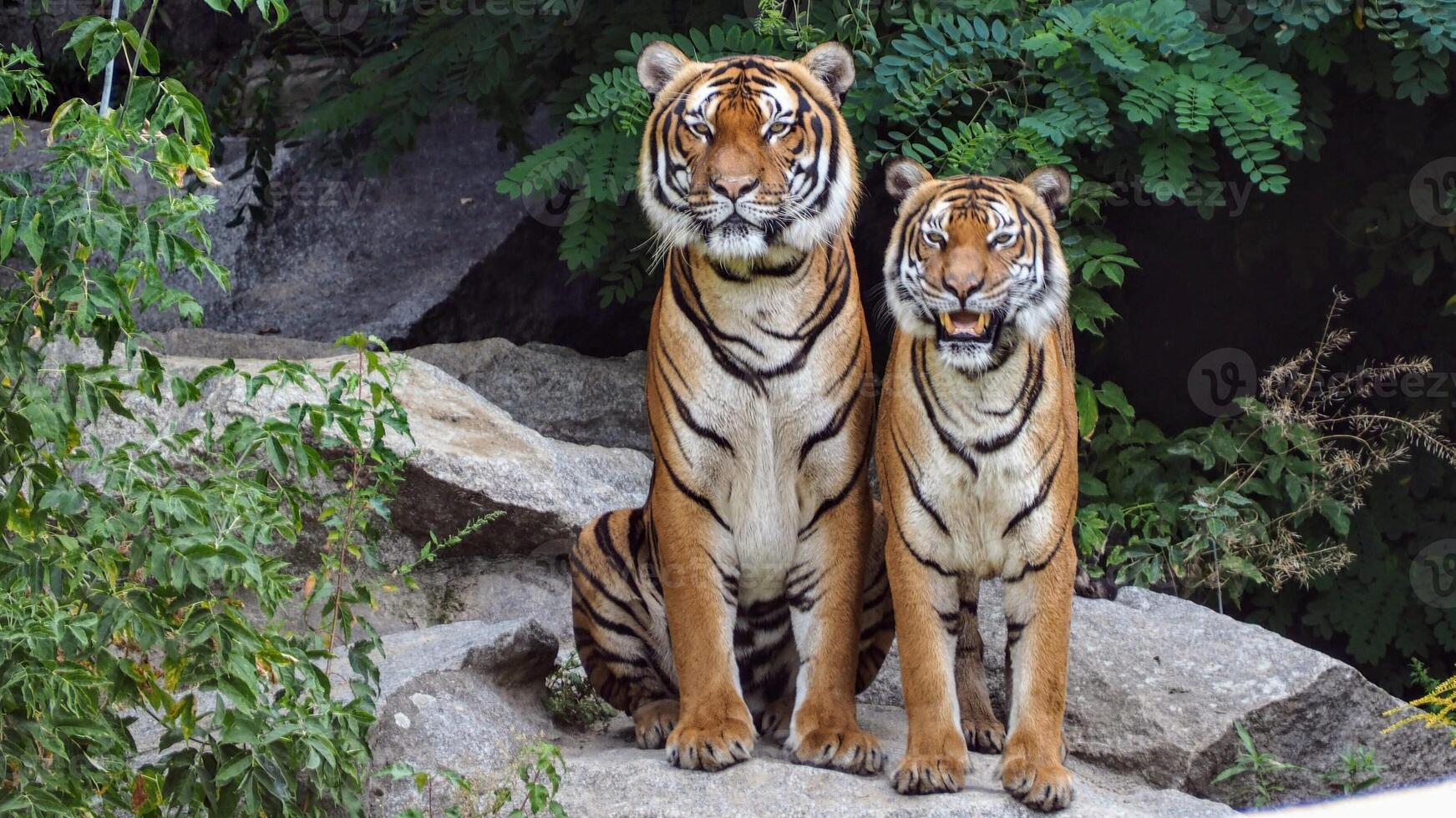 tiere nette tiere hund tiger foto