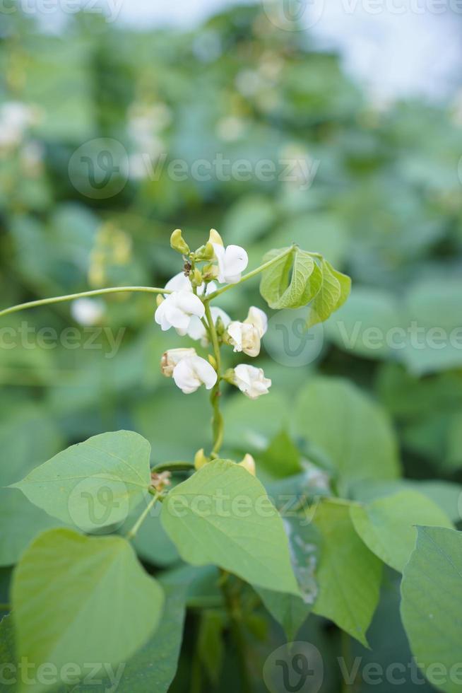 nahaufnahme rosa farbe limabohne blume und grüne, schöne hyazinthe bohne gemüsepflanze limabohne blume auf dem feld im hintergrund. foto