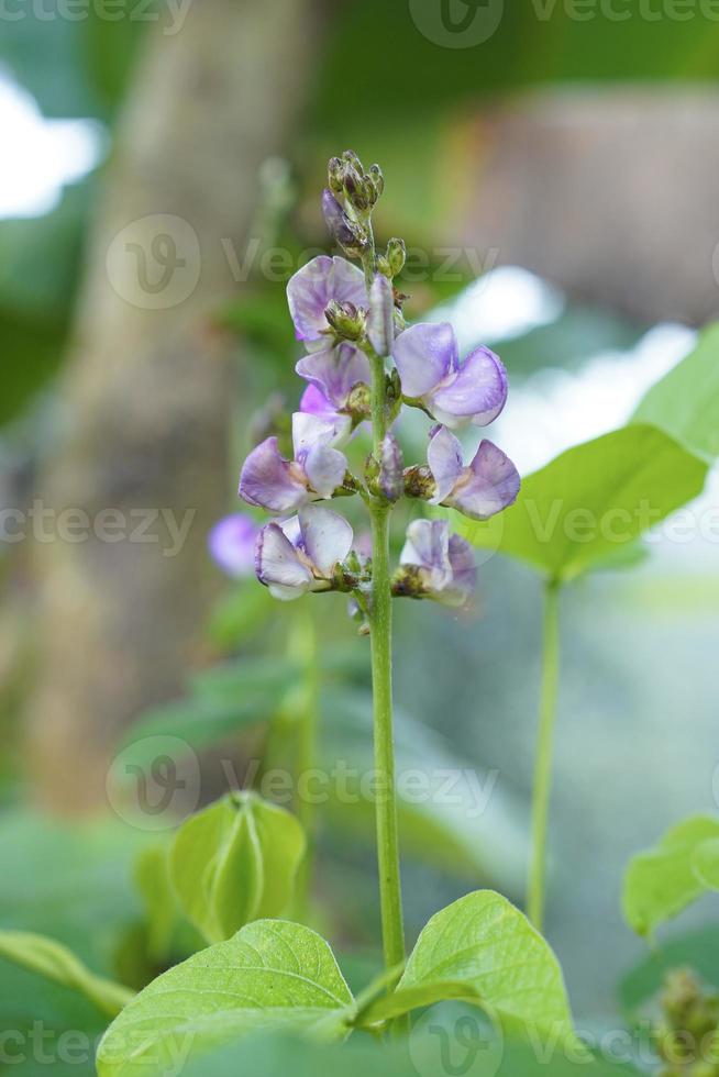 nahaufnahme rosa farbe limabohne blume und grüne, schöne hyazinthe bohne gemüsepflanze limabohne blume auf dem feld im hintergrund. foto