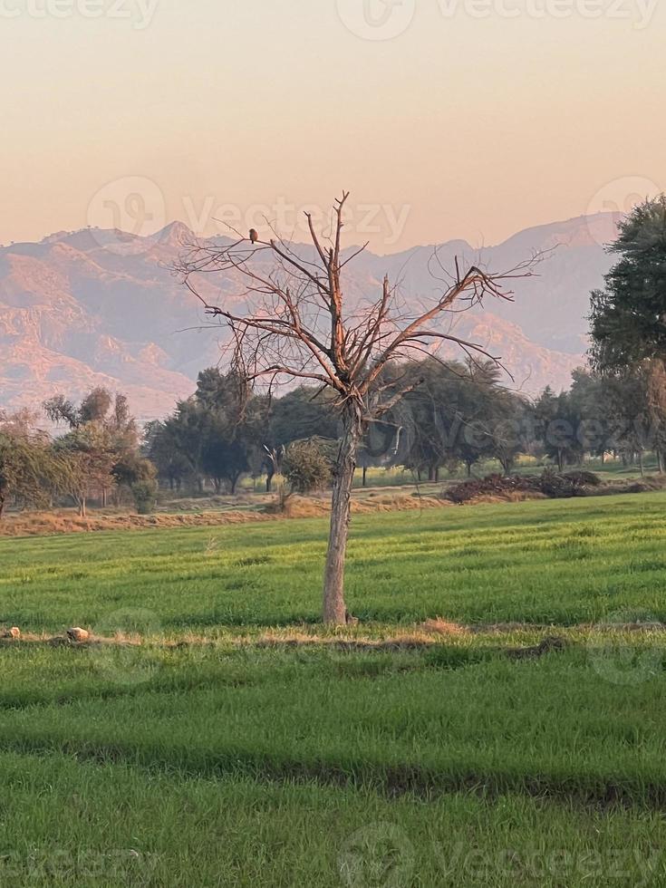 Berge und Bäume auf einem Land foto