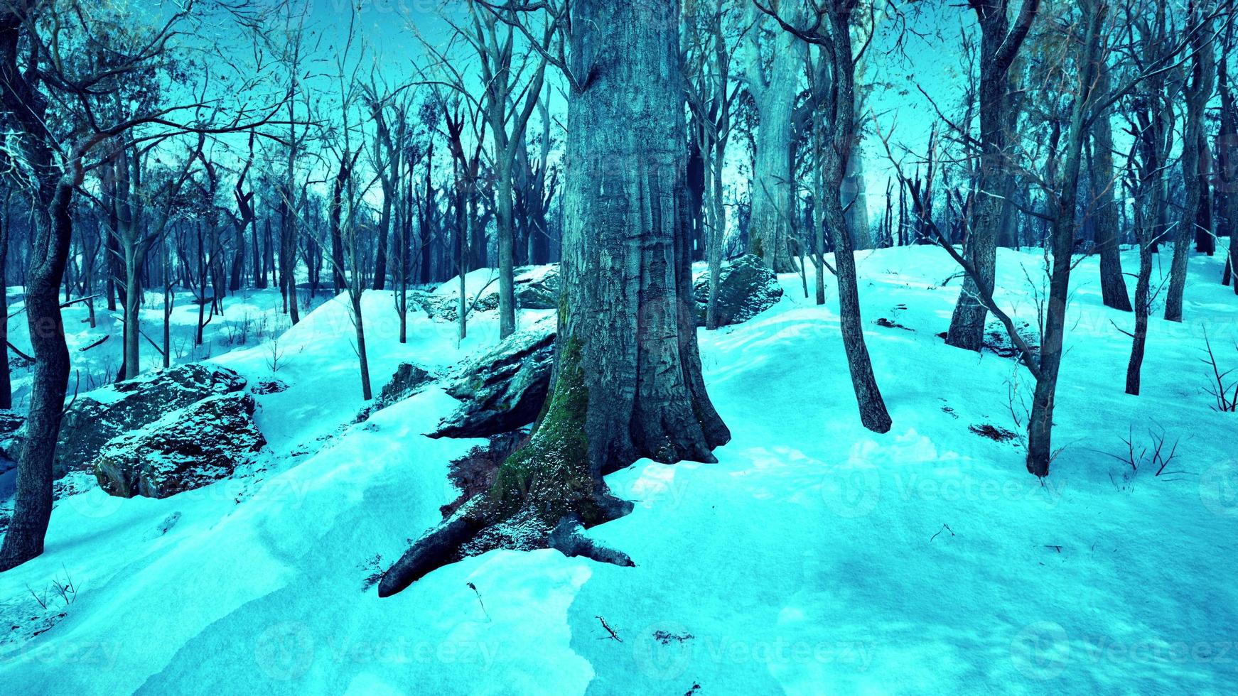 warmer Wintersonnenuntergang, der durch einen Wald mit hohen Kiefern scheint foto