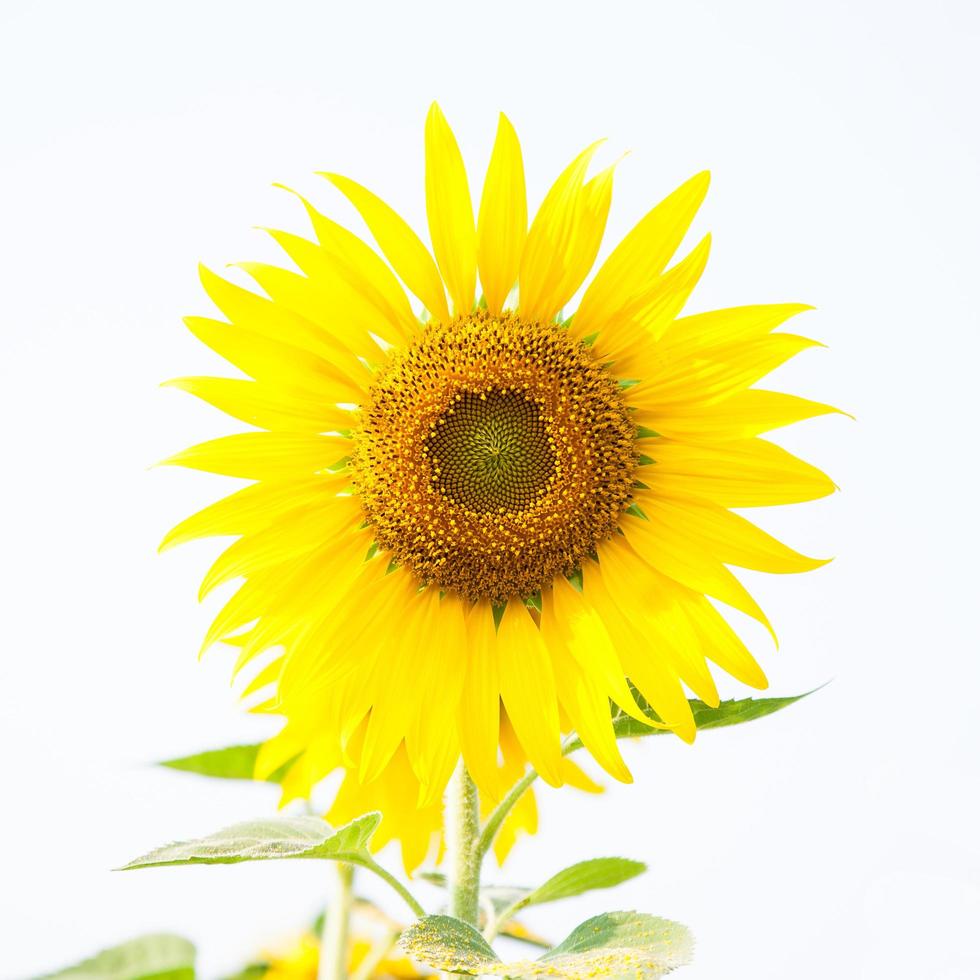 Sonnenblume auf einem Feld foto