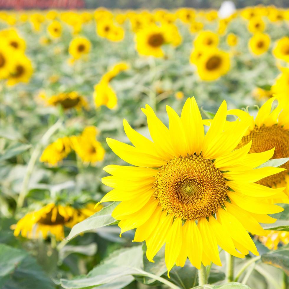 Sonnenblumen auf einem Feld foto