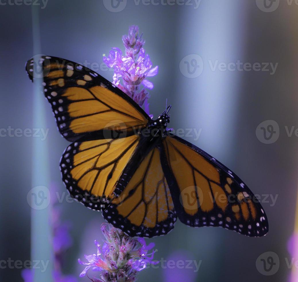 ein Monarchfalter auf einer Blume foto