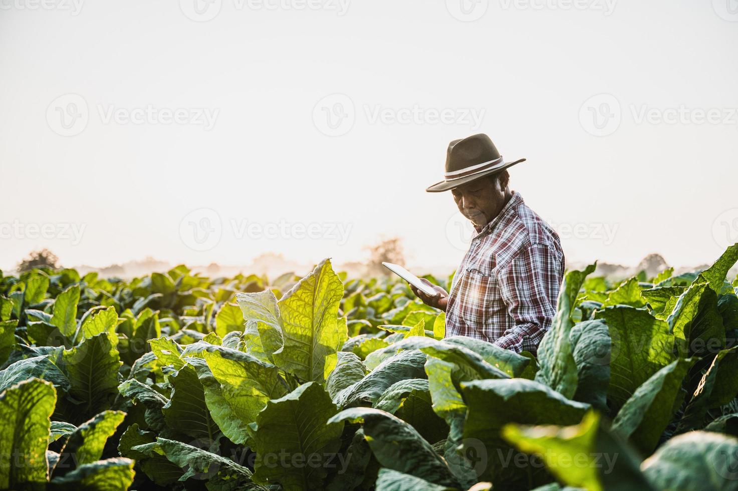 asiatischer älterer männlicher landwirt, der in tabakplantage arbeitet foto