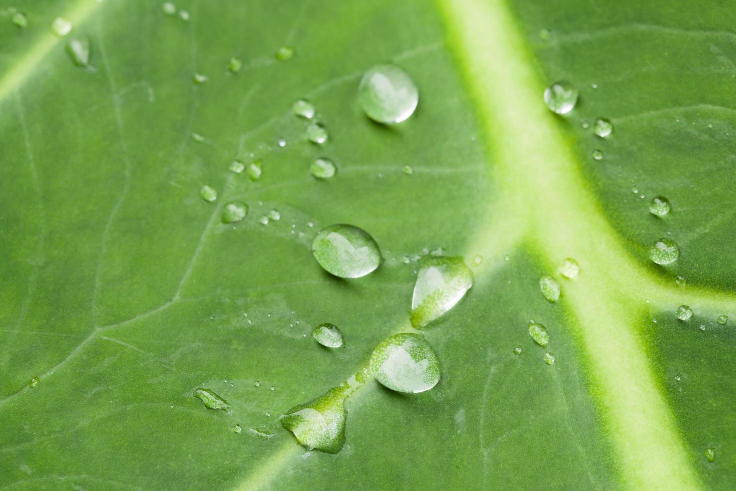 Wassertropfen auf einem Blatt foto