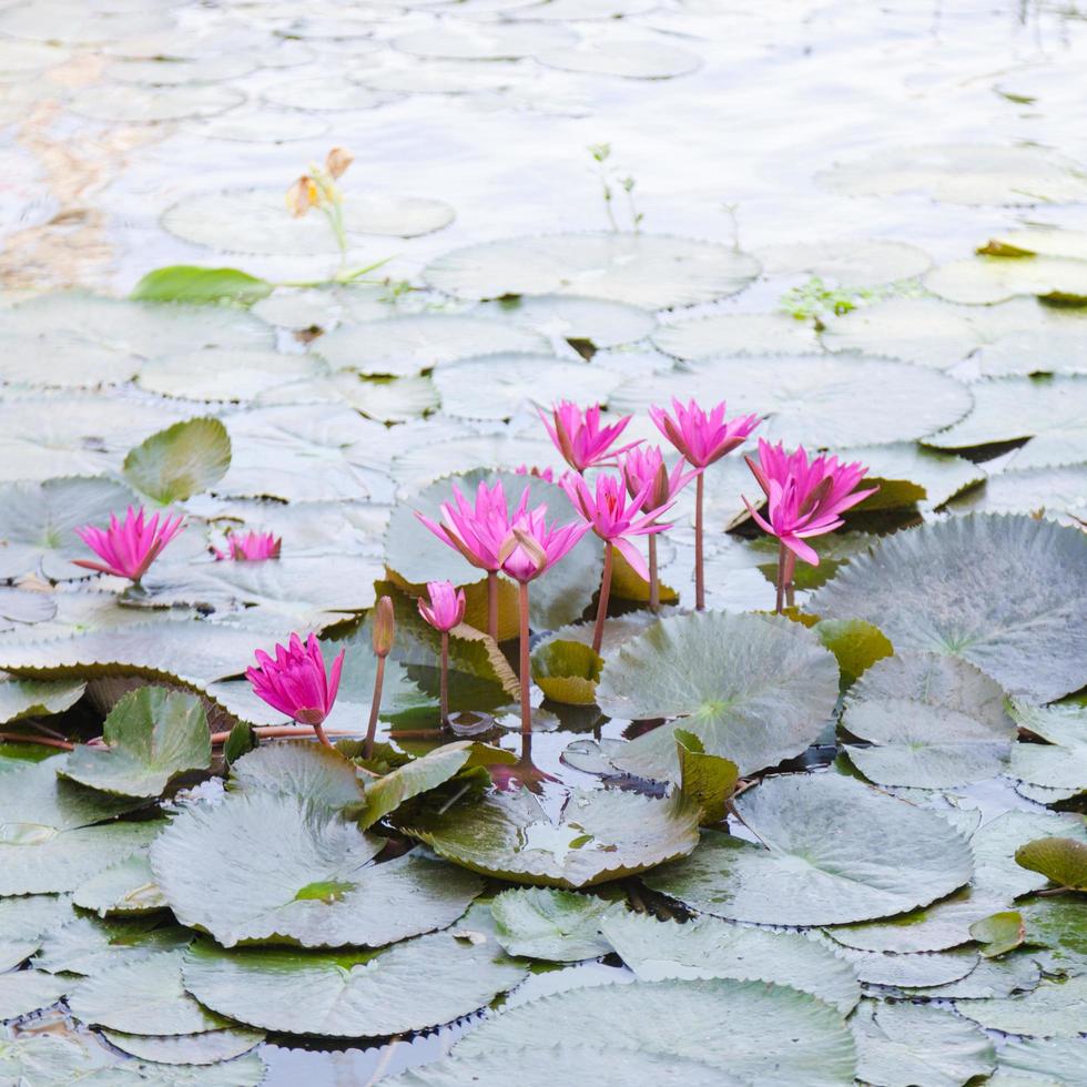 Lotusblumen in einem Teich foto