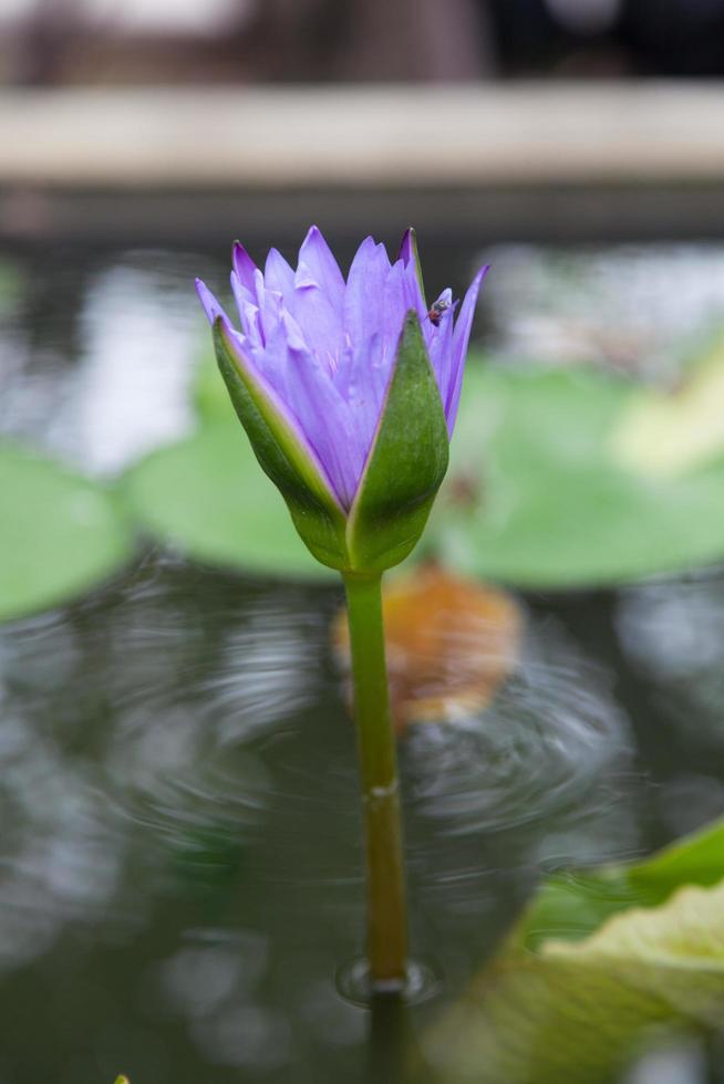 blühender blauer Lotus foto