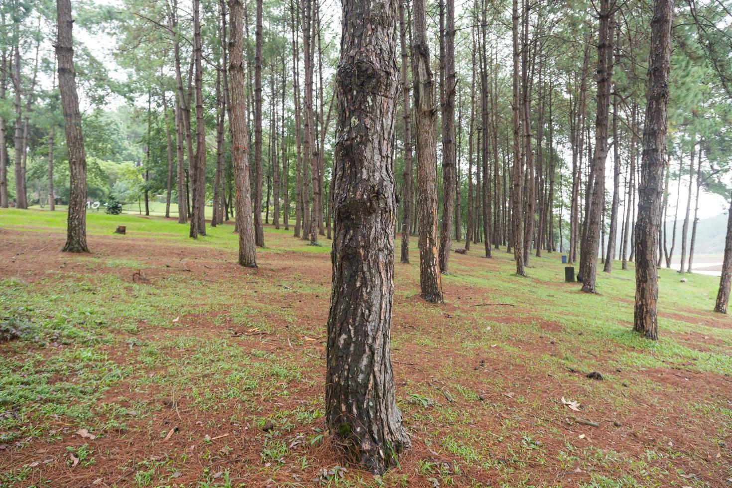 Kiefernwald in den Ausläufern foto