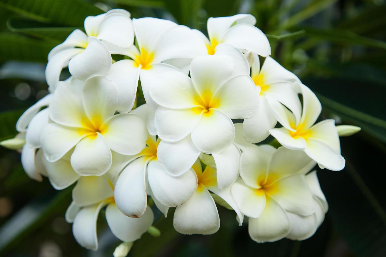 weiße Blumen am Baum foto