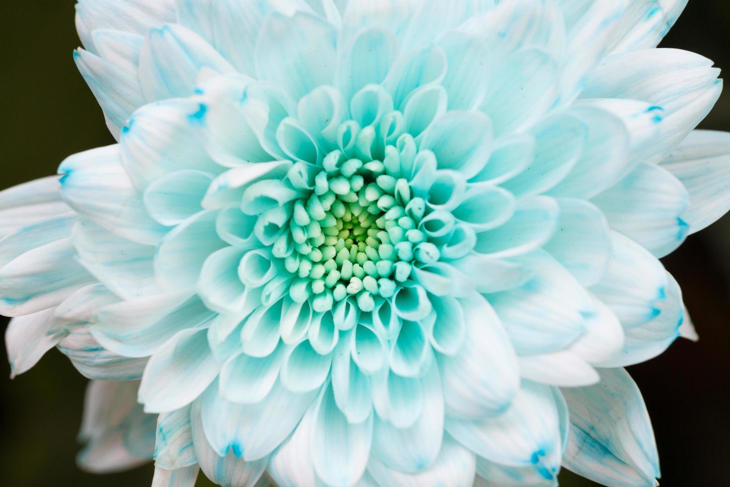 hellgelbe Staubblätter der weißen Blume foto