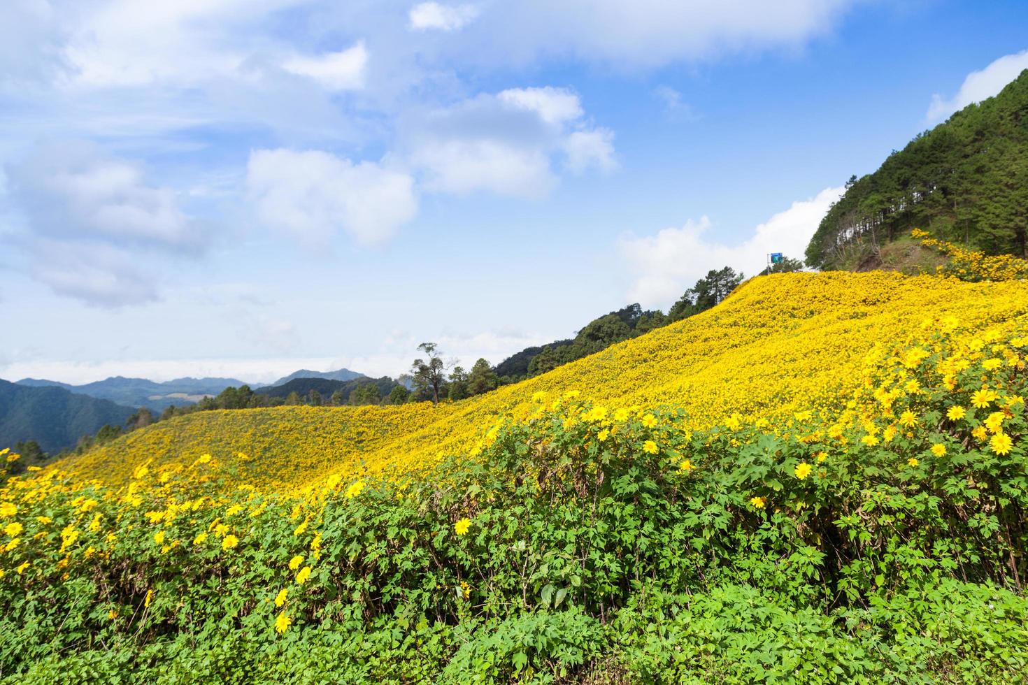 Blumenfeld auf dem Berg foto