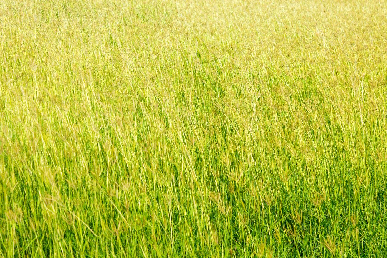 Gras auf einer Wiese foto
