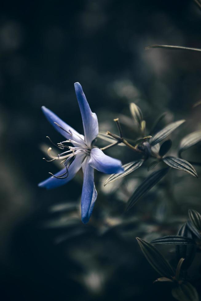 Nahaufnahme der blauen und weißen Blume foto