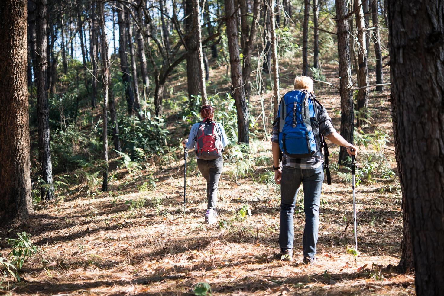 Porträt des Wanderpaares, das in einem Kiefernwald wandert foto