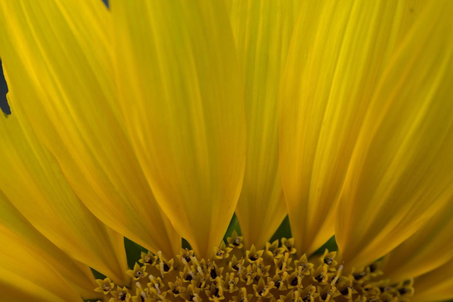 Nahaufnahme einer Sonnenblume foto