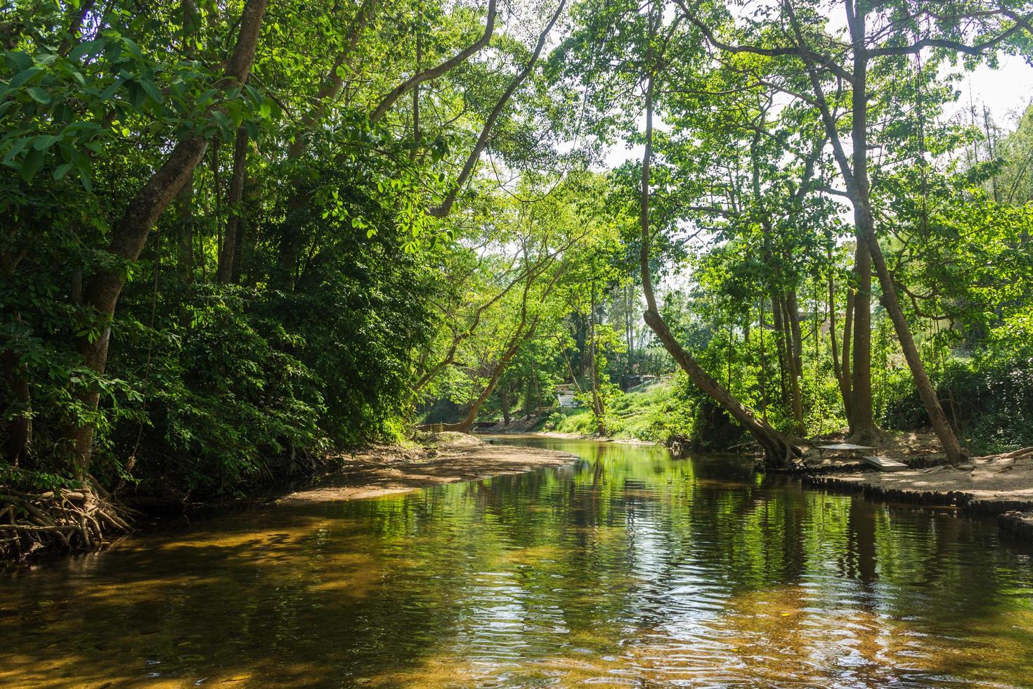 Fluss und Wald in Thailand foto