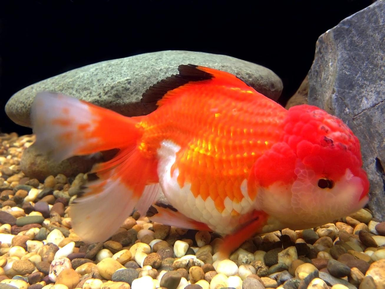 Orangengoldfisch im Wasser foto