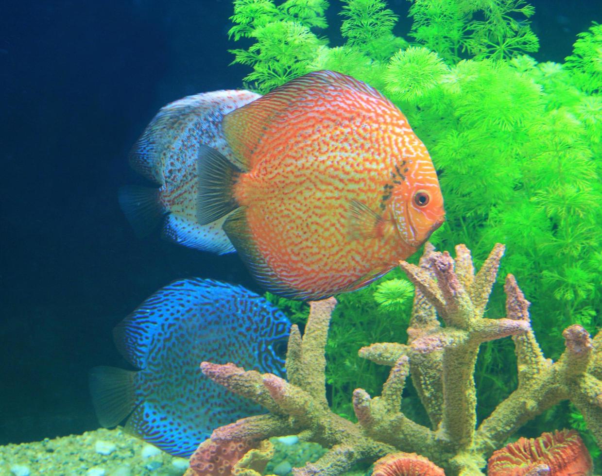 Diskusfische in einem Aquarium foto