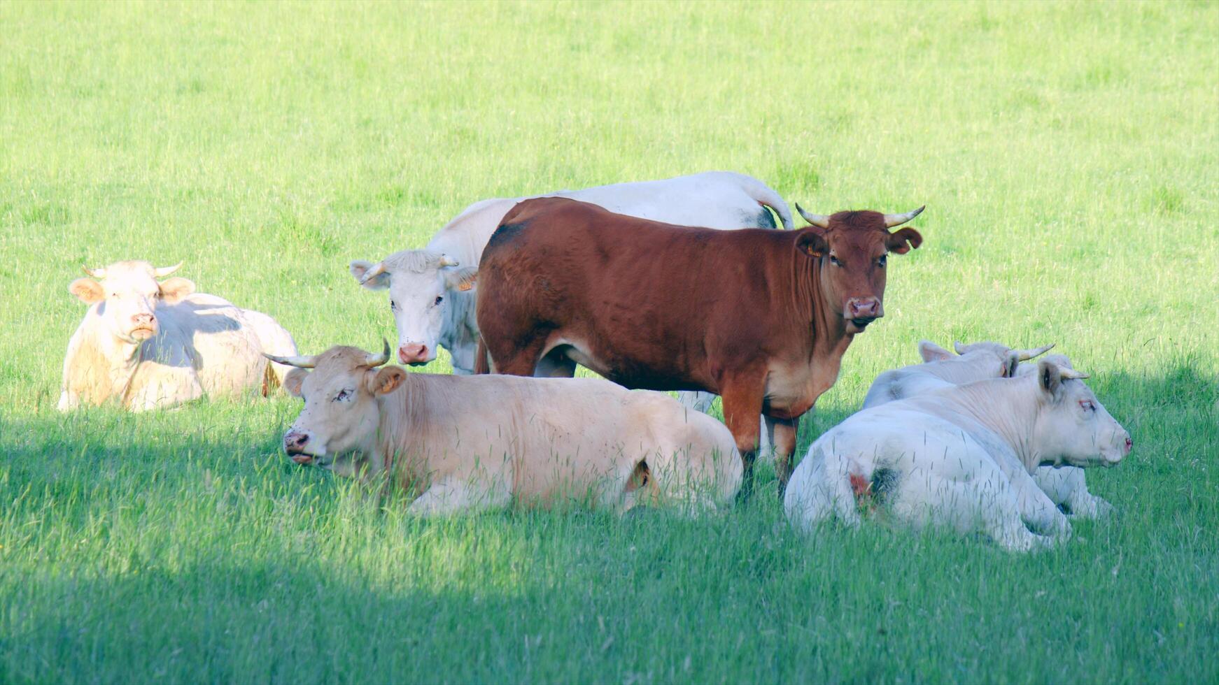 geheimnisvolle Tierwelt 2 foto