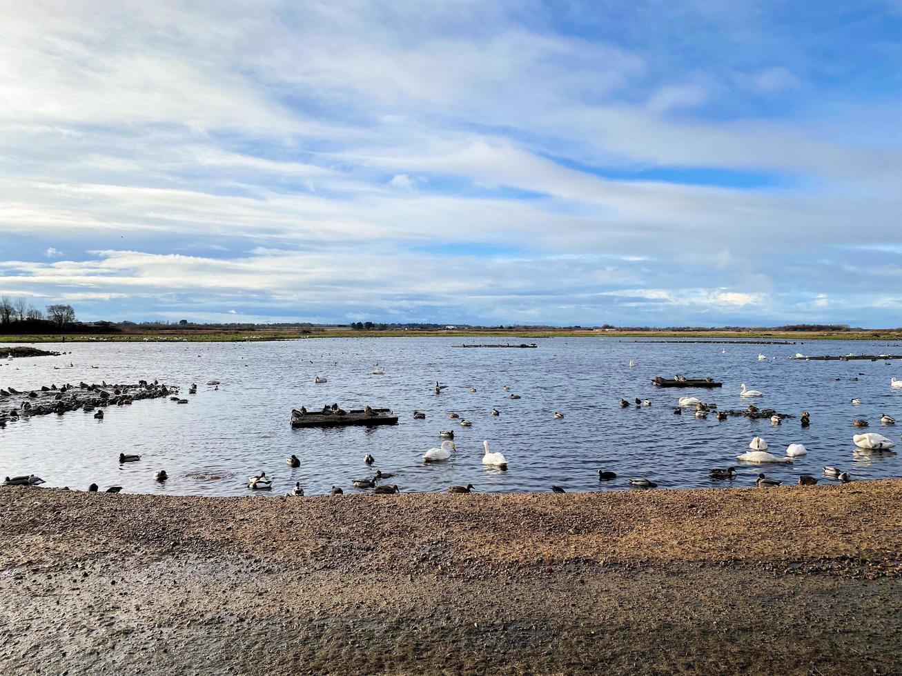 ein blick auf einige vögel im martin mere naturschutzgebiet foto