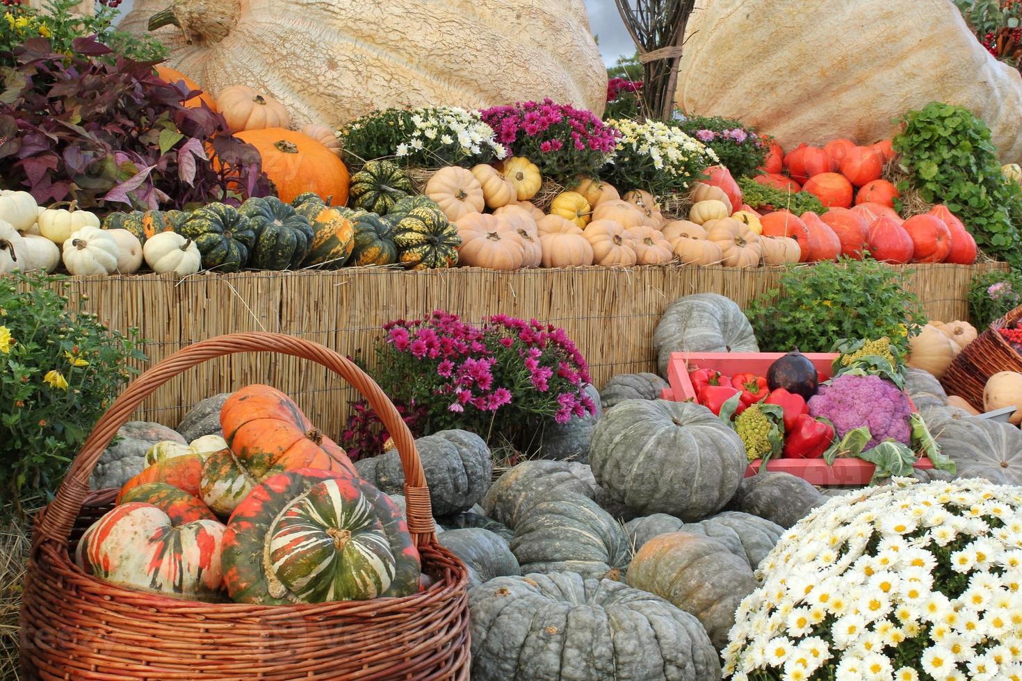 Bunte Bio-Kürbisse und Kürbisse auf der Landwirtschaftsmesse. Ernten des Herbstzeitkonzepts. Garten Herbst natürliche Pflanze. Thanksgiving-Halloween-Dekor. festlicher bauernhof ländlicher hintergrund. vegetarisches Essen. foto