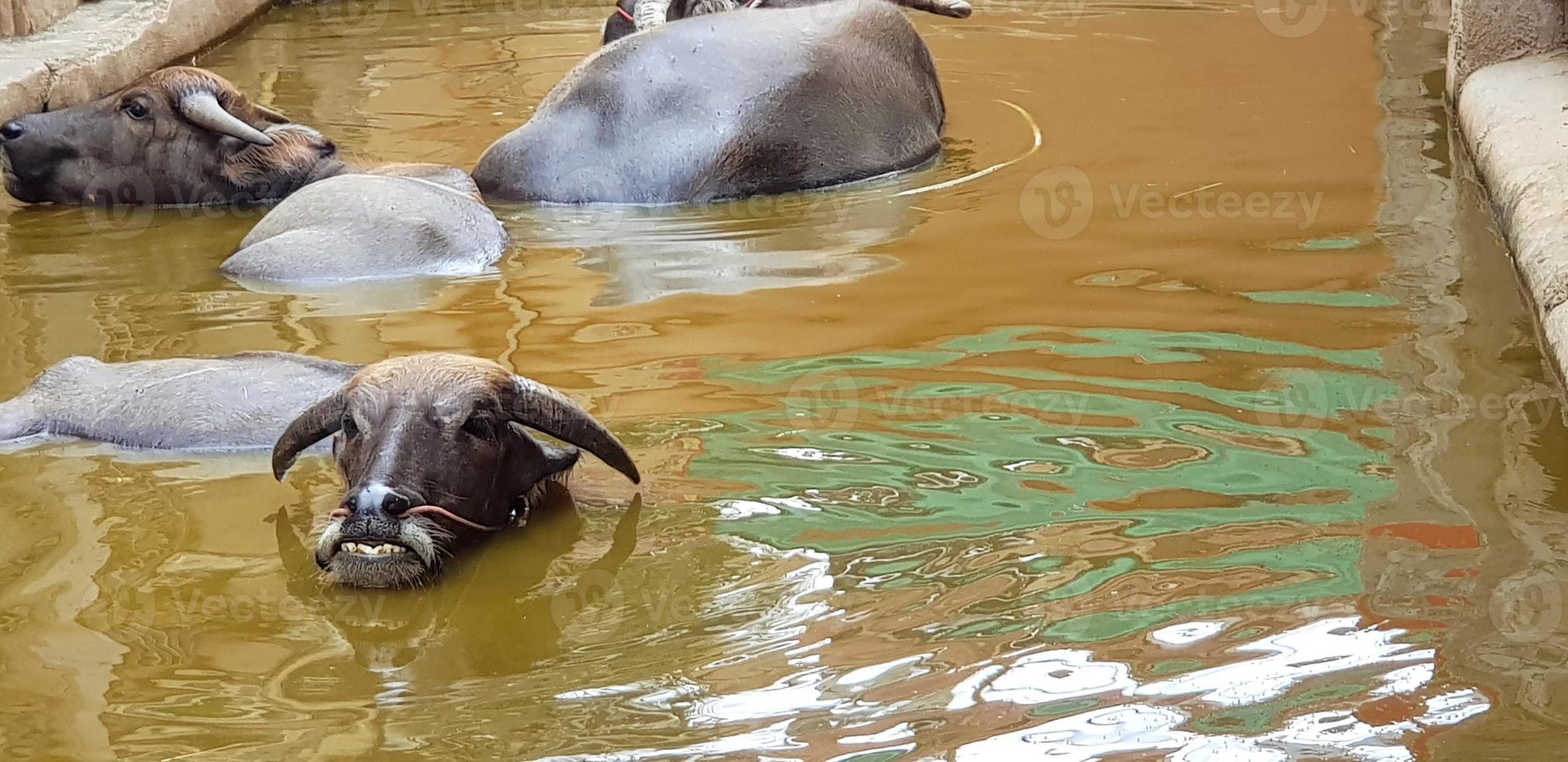 viele kühe oder büffel schwimmen im see oder fluss mit rechtem kopierraum. wildes leben, tier, schönheit der natur und entspannendes zeitkonzept foto