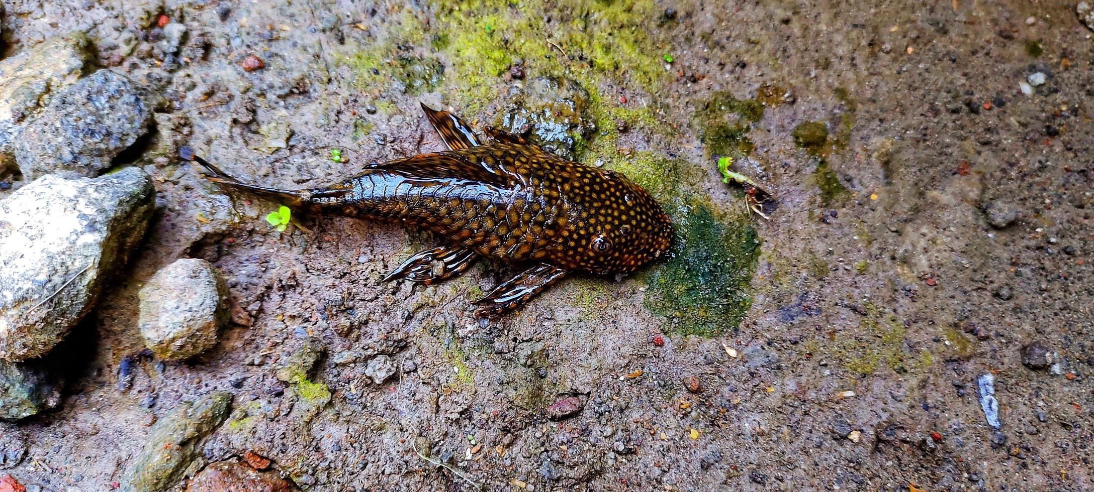 hypostomus plecostomus, oft Aquarienputzerfisch genannt. foto