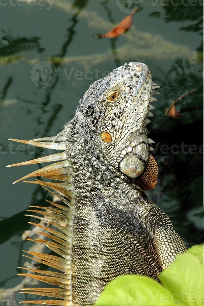 leguane sind eine gattung von echsen, die in den tropen von mittelamerika, südamerika und den karibischen inseln leben. Diese Eidechsen wurden erstmals von einem österreichischen Zoologen beschrieben, Makrotapete, Leguan foto