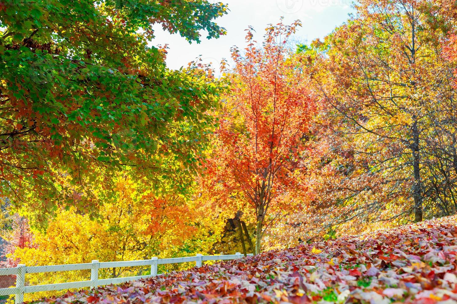 Herbstrote Ahornblätter mit gelbem Laubhintergrund. foto