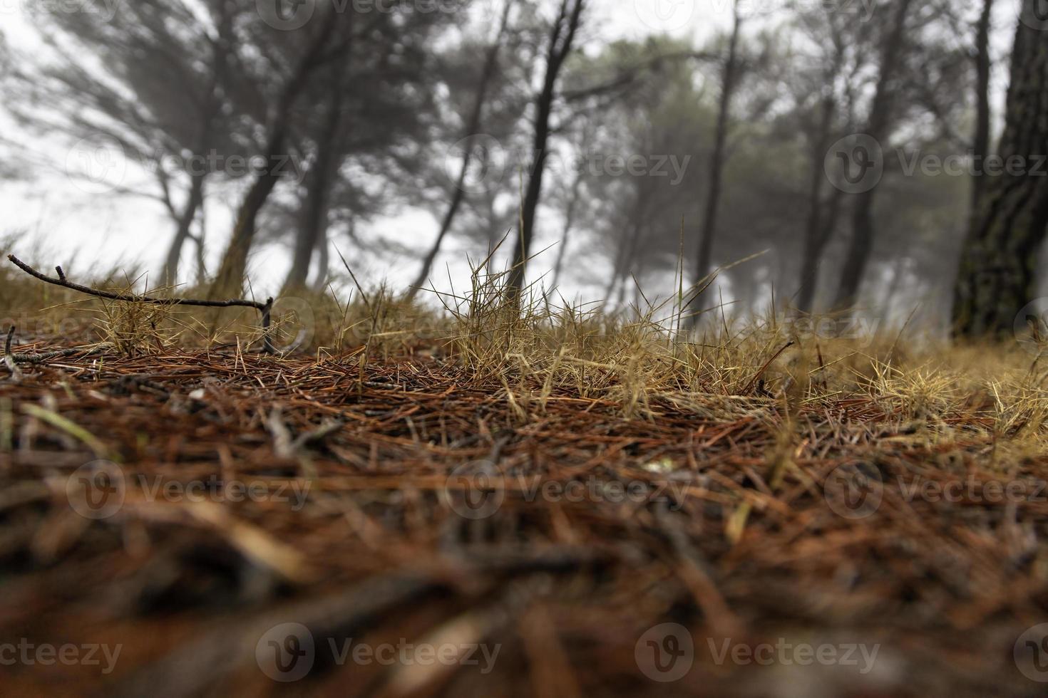 Blätter und Gras in einem Wald foto