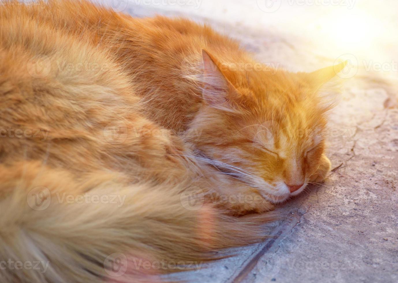 Schlafende, flauschige rote Katze auf dem Bürgersteig foto