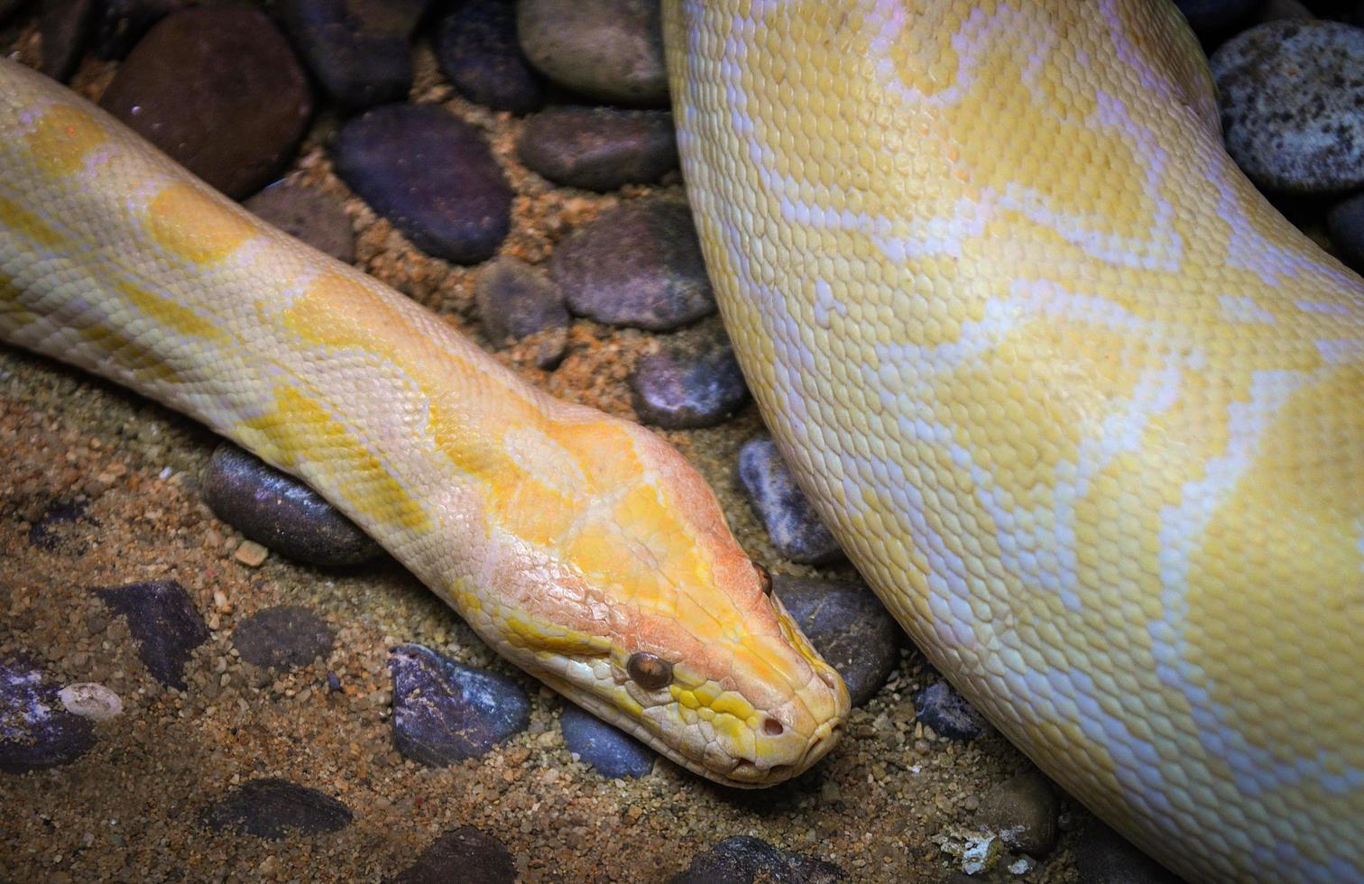 goldene pythongelbe schlange, die auf dem boden liegt albino birmanischer python foto