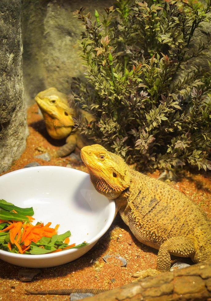 bärtige drachen, die auf dem boden liegen australische eidechsenart oder wüsteneidechse pogona vitticeps foto